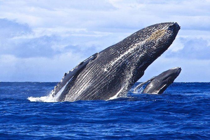 Samana Whale Watching + Cayo Levantado ( Bacardi Island) with Lunch by Locals - Meeting Point, Pickup Options, and Getting There Smoothly