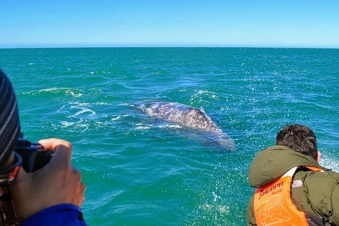 Samana Whale Watching + Cayo Levantado ( Bacardi Island) with Lunch by Locals - Weather, Whale Timing, and How to Set Your Expectations