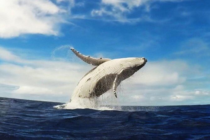 Samana Whale Watching + Cayo Levantado ( Bacardi Island) with Lunch by Locals - Guides Who Actually Keep the Focus on Whales
