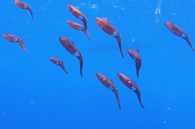 Shared 2 hours Sosúa Bay Snorkeling with Professional Guide - The Guide Makes the Difference: Marine Ecosystem Talk and Photo Help