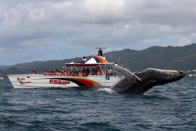 Whale watch tour from Santo Domingo with Bacardi Island and lunch included - Key Highlights You’ll Feel on This Trip