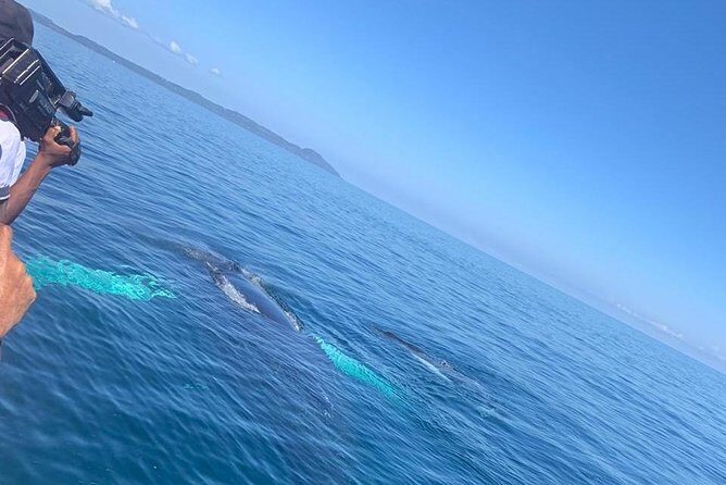 Whale watch tour from Santo Domingo with Bacardi Island and lunch included - Humpbacks in Warm Water: The Big Seasonal Reason to Go