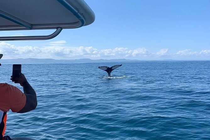 Whale watch tour from Santo Domingo with Bacardi Island and lunch included - Samana Bay Boat Time: What You’re Really Signing Up For