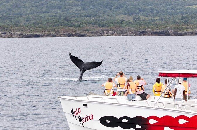 Whale watch tour from Santo Domingo with Bacardi Island and lunch included - Cayo Levantado (Bacardi Island): Beach Time With Lunch