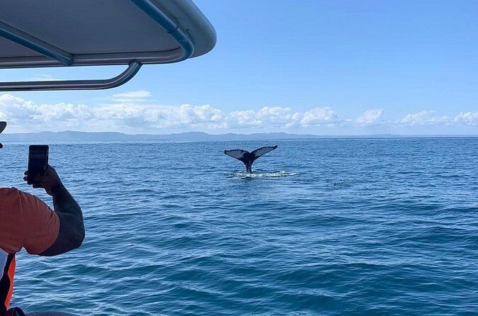 Whale watch tour from Santo Domingo with Bacardi Island and lunch included - Price and Value: Is $229.95 Worth It?
