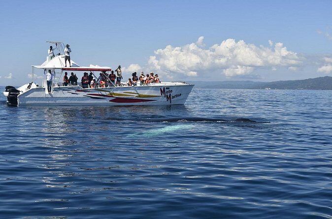 Whale watch tour from Santo Domingo with Bacardi Island and lunch included - Guides and the Human Touch (Alex and Ibrahim Are Mentioned Often)