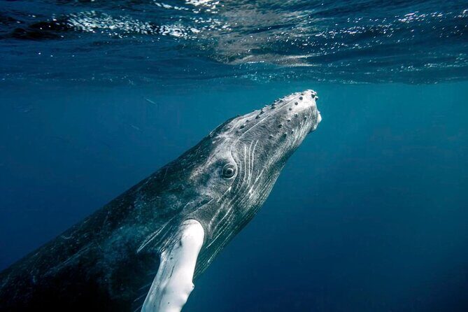 Whale Watching in Samaná Bay + Bacardi Island Beach- Full DayTrip - Morning Logistics: The 6:00 am Start and How to Survive It