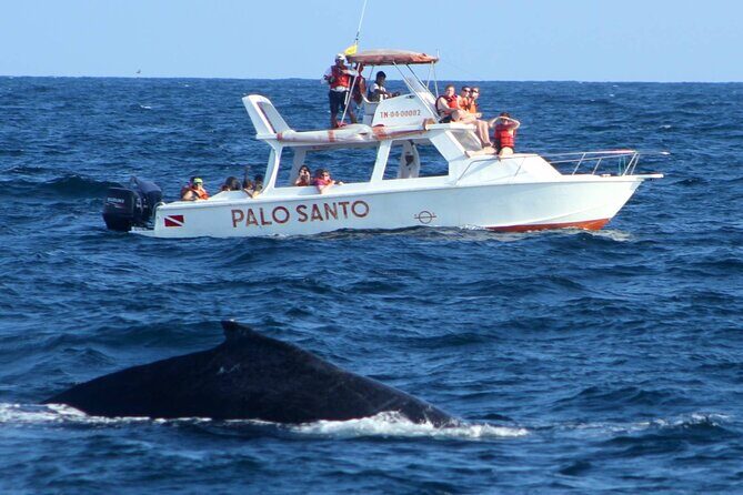 Whale Watching Tour in Samana - Santuario de Ballenas Jorobadas: Two Hours of Singing and Splashing